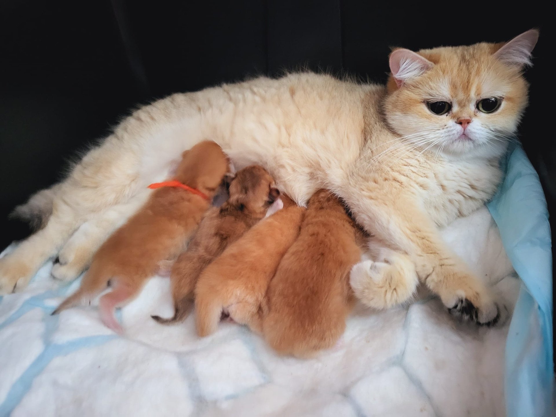 élevage british shorthair golden Nîmes