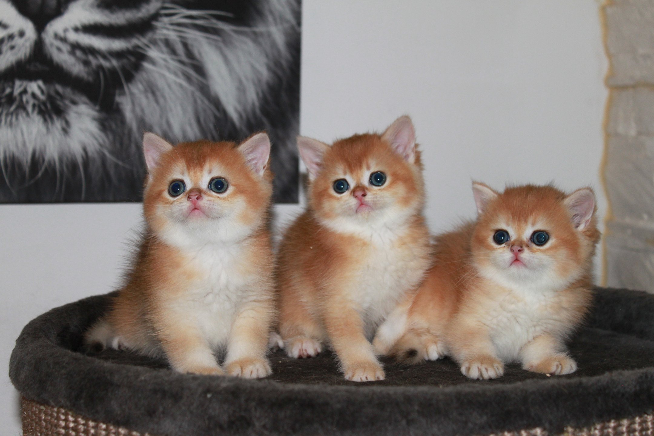 chatons british nimes