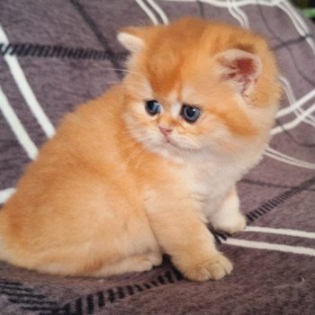 chaton British Longhair black golden shaded Archie des Landes de Kérivo Chatterie des Landes de Kérivo chaton British Longhair black golden shaded Archie des Landes de Kérivo Chatterie des Landes de Kérivo