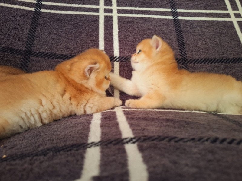Amadeus Brioche des Landes de Kerivo Mâle British Longhair