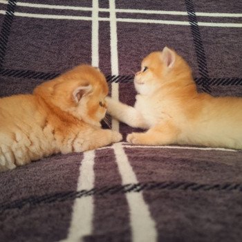 chaton British Longhair black golden shaded Amadeus Brioche des Landes de Kerivo Chatterie des Landes de Kérivo
