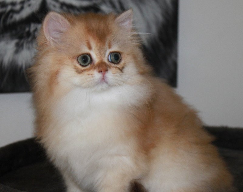 Wolverine Mâle British Longhair
