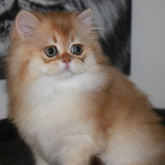 Wolverine Mâle British Longhair