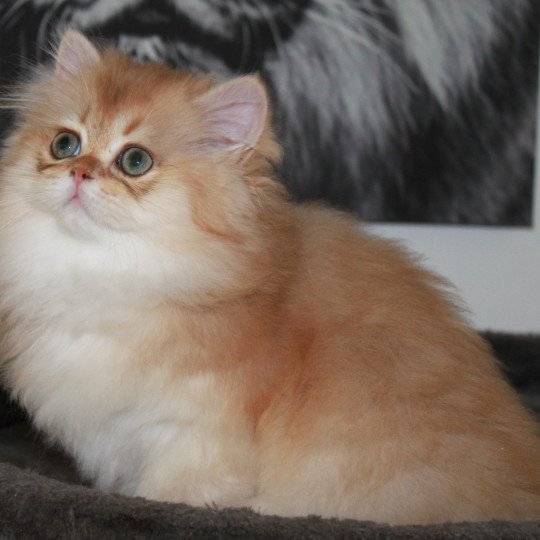 chat British Longhair black golden shaded Wolverine Chatterie des Landes de Kérivo