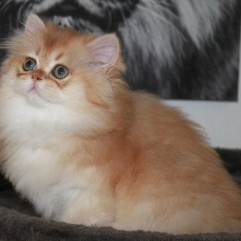 chat British Longhair black golden shaded Wolverine Chatterie des Landes de Kérivo chat British Longhair black golden shaded Wolverine Chatterie des Landes de Kérivo