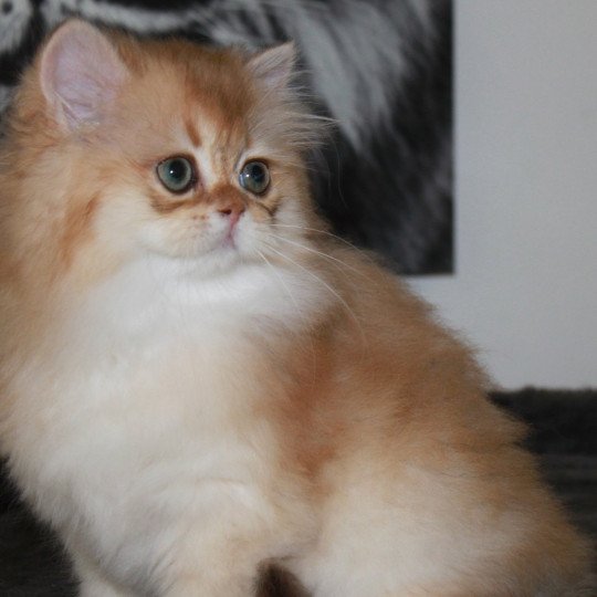 chat British Longhair black golden shaded Wolverine Chatterie des Landes de Kérivo