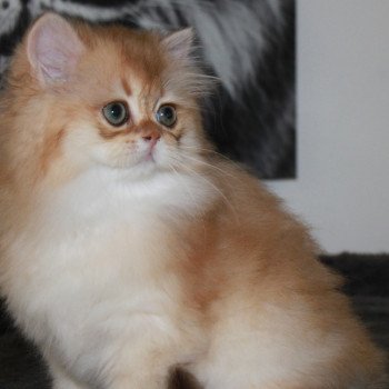 chat British Longhair black golden shaded Wolverine Chatterie des Landes de Kérivo chat British Longhair black golden shaded Wolverine Chatterie des Landes de Kérivo