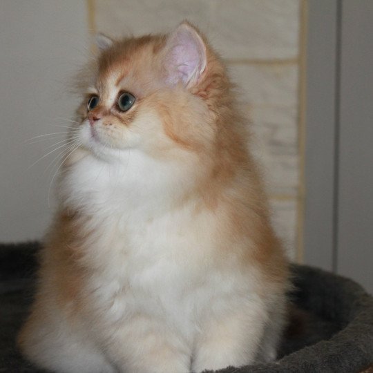 chat British Longhair black golden shaded Wolverine Chatterie des Landes de Kérivo