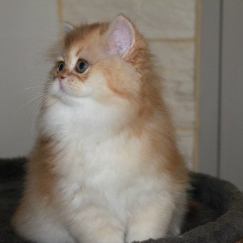 chat British Longhair black golden shaded Wolverine Chatterie des Landes de Kérivo chat British Longhair black golden shaded Wolverine Chatterie des Landes de Kérivo