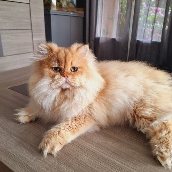 chat British Longhair black golden shaded Wolverine des Landes de Kérivo Chatterie des Landes de Kérivo