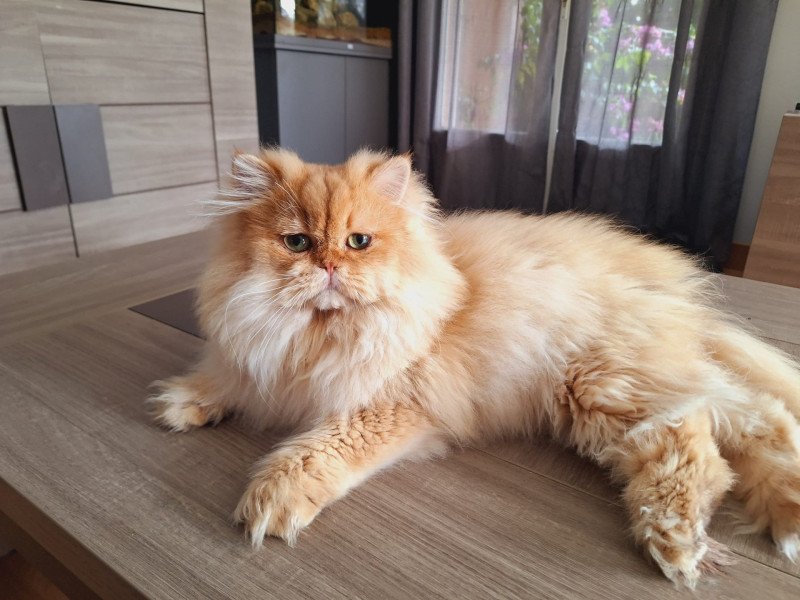 Wolverine des Landes de Kérivo Mâle British Longhair