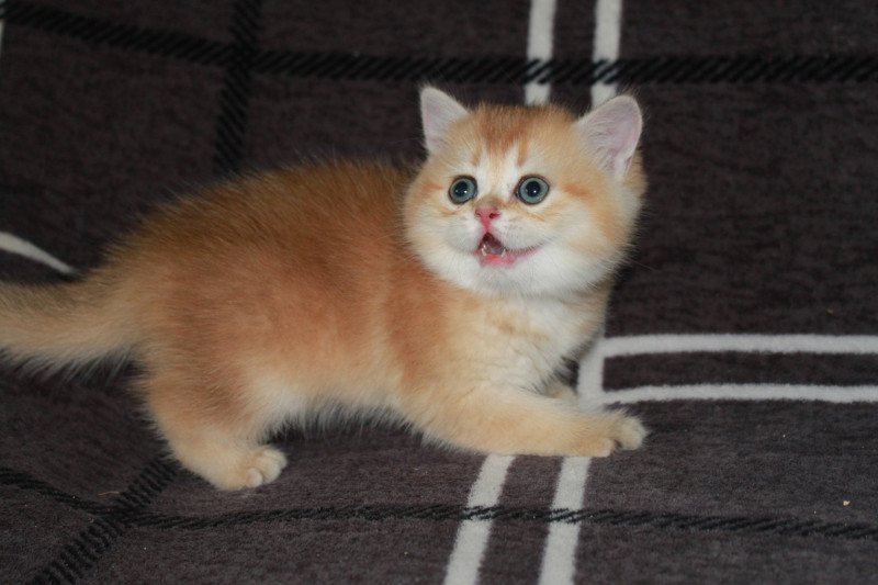 Apple Pie des Landes de Kérivo Femelle British Shorthair