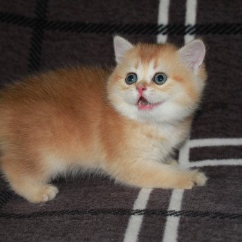 chaton British Shorthair black golden shaded Apple Pie des Landes de Kérivo Chatterie des Landes de Kérivo