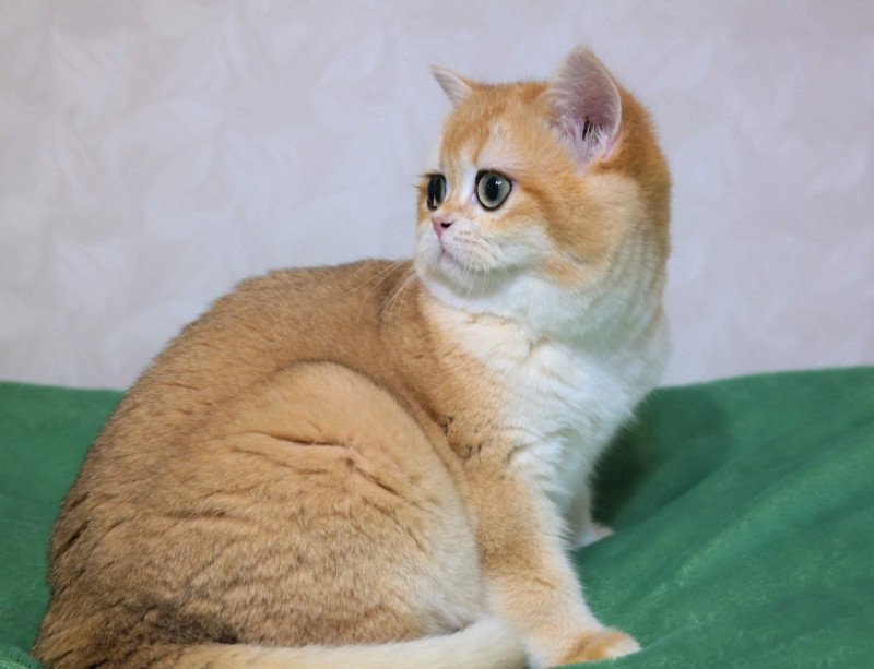 Golden Soft's Angelina Femelle British Shorthair Golden Soft's Angelina Femelle British Shorthair