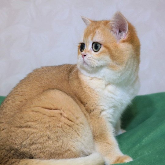 Golden Soft's Angelina Femelle British Shorthair