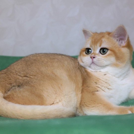 chat British Shorthair black golden shell Golden Soft's Angelina Chatterie des Landes de Kérivo