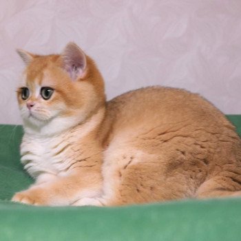 chat British Shorthair black golden shell Golden Soft's Angelina Chatterie des Landes de Kérivo chat British Shorthair black golden shell Golden Soft's Angelina Chatterie des Landes de Kérivo
