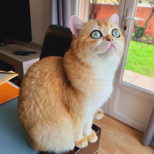 chat British Shorthair black golden shell Golden Soft's Angelina Chatterie des Landes de Kérivo