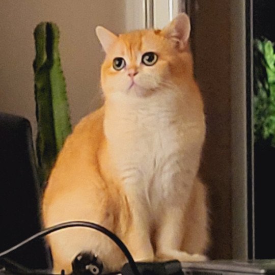 chat British Shorthair black golden shell Golden Soft's Angelina Chatterie des Landes de Kérivo