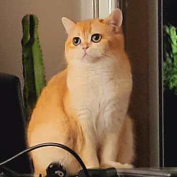 chat British Shorthair black golden shell Golden Soft's Angelina Chatterie des Landes de Kérivo chat British Shorthair black golden shell Golden Soft's Angelina Chatterie des Landes de Kérivo
