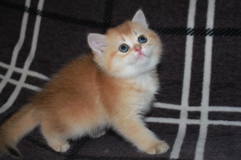 Apple bee des Landes de Kérivo Femelle British Shorthair