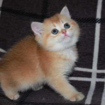 chaton British Shorthair black golden shaded Aria des Landes de Kérivo Chatterie des Landes de Kérivo