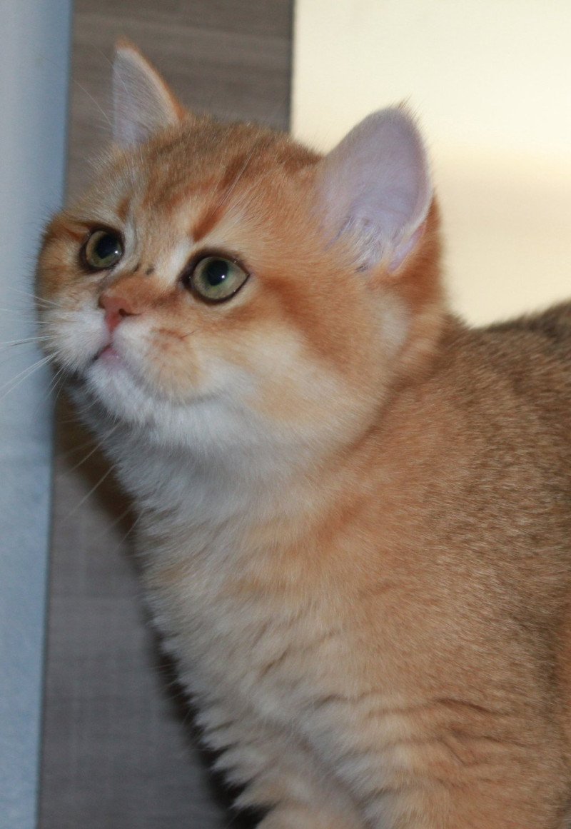 Apple bee des Landes de Kérivo Femelle British Shorthair