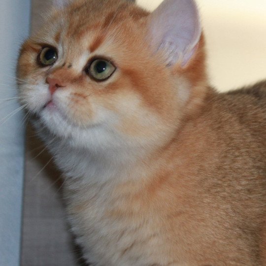 Apple bee des Landes de Kérivo Femelle British Shorthair