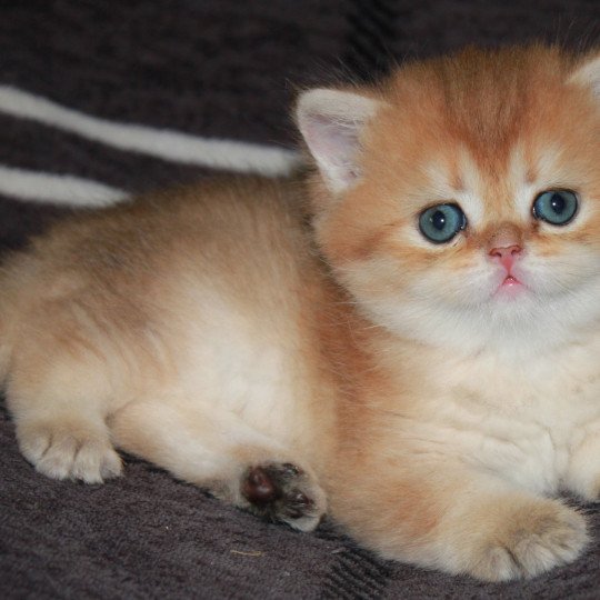 Ariel des Landes de Kérivo Femelle British Shorthair
