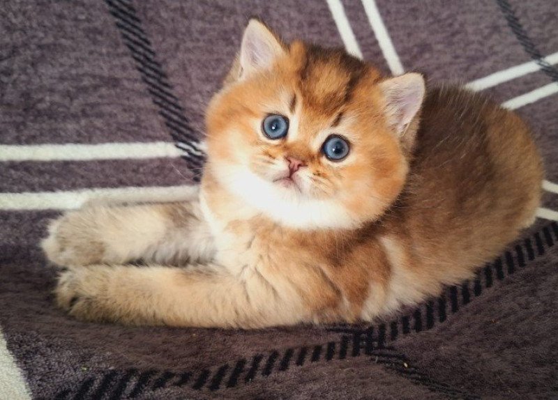 Astro des Landes de Kérivo Mâle British Shorthair