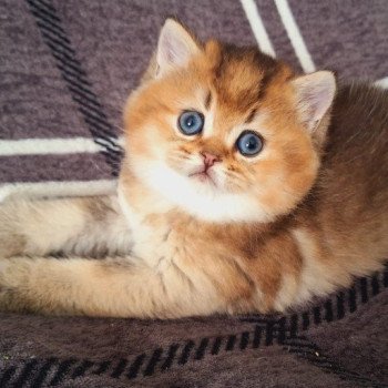 chaton British Shorthair black golden shaded Astro des Landes de Kérivo Chatterie des Landes de Kérivo
