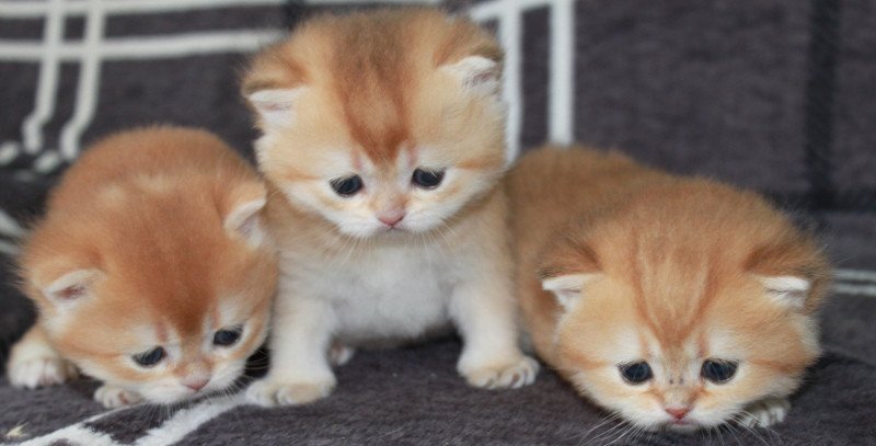 Axwell des Landes de Kérivo Mâle British Shorthair