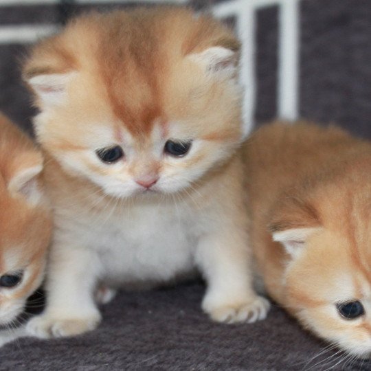Axwell des Landes de Kérivo Mâle British Shorthair