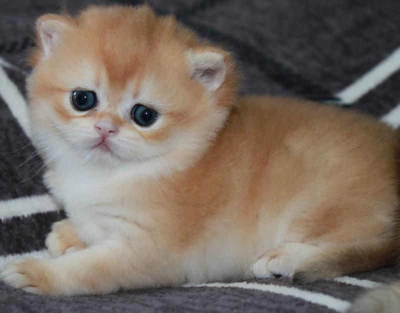 Beauty Femelle British Shorthair