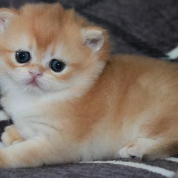 chaton British Shorthair black golden shell Beauty Chatterie des Landes de Kérivo