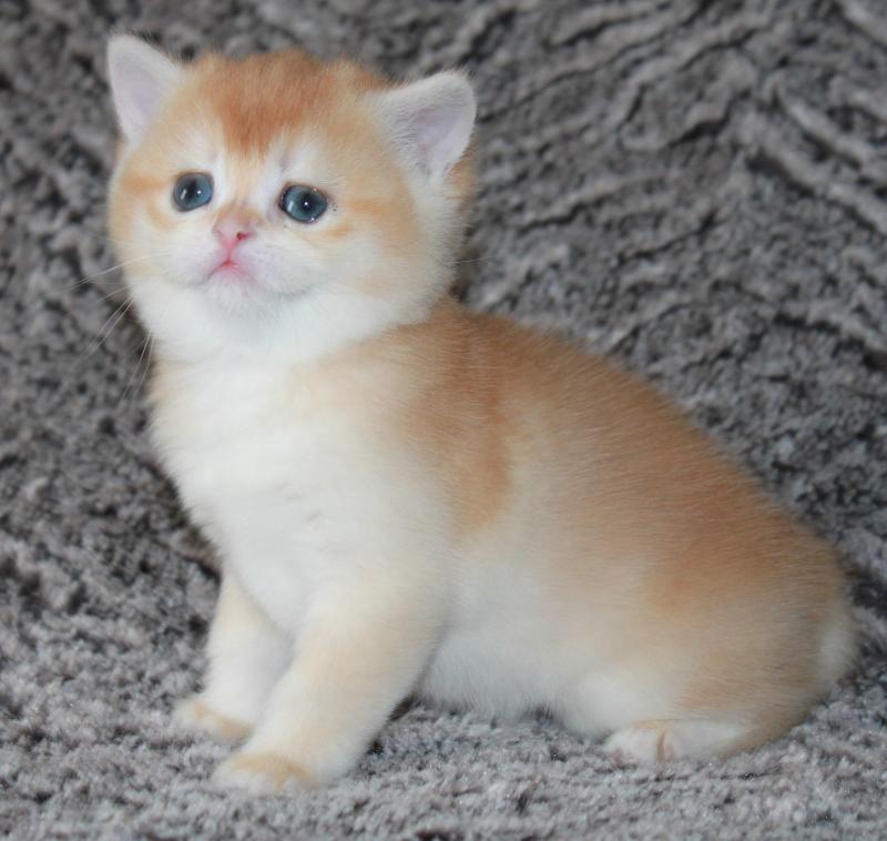 Bella Femelle British Shorthair