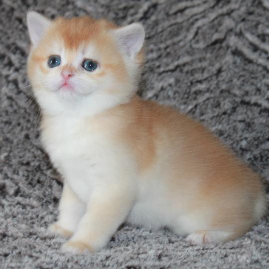 Bella Femelle British Shorthair