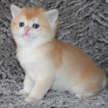 chaton British Shorthair black golden shell Bella Chatterie des Landes de Kérivo