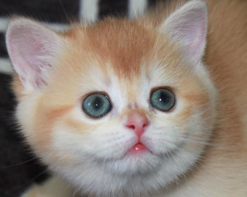 Bianca Femelle British Shorthair