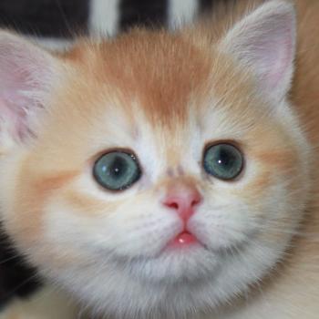 chaton British Shorthair black golden shell Bianca Chatterie des Landes de Kérivo
