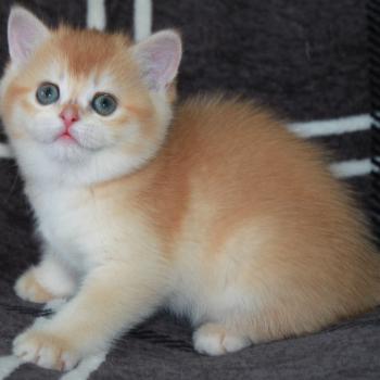 chaton British Shorthair black golden shell Bianca Chatterie des Landes de Kérivo