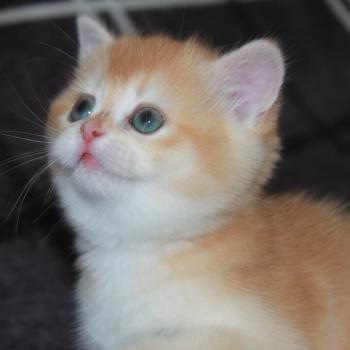 chaton British Shorthair black golden shell Bianca Chatterie des Landes de Kérivo