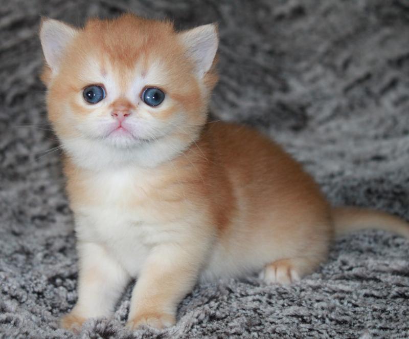 Betty Boop Femelle British Shorthair