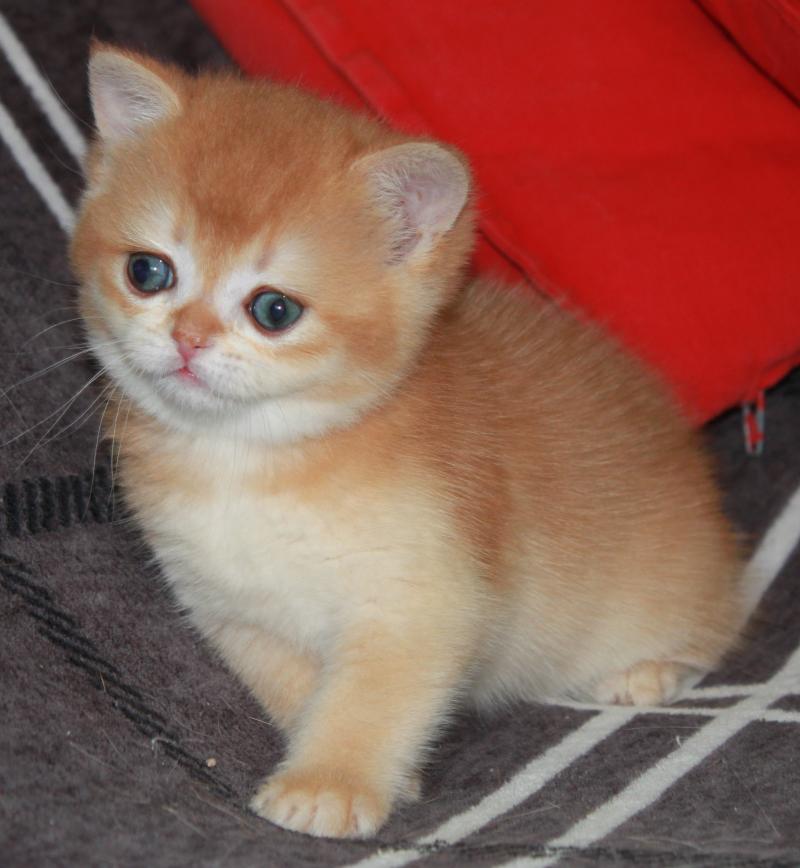 Baby Doll Femelle British Shorthair