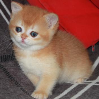 chaton British Shorthair black golden shell Baby Doll Chatterie des Landes de Kérivo