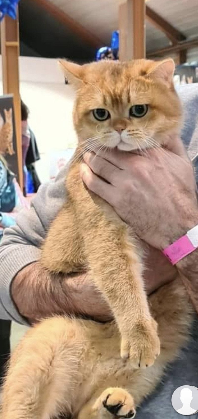 Bonus of Kitti Hall Mâle British Shorthair Bonus of Kitti Hall Mâle British Shorthair