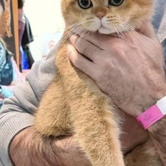 Bonus of Kitti Hall Mâle British Shorthair