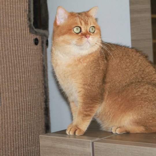 chat British Shorthair black golden shaded Bonus Chatterie des Landes de Kérivo