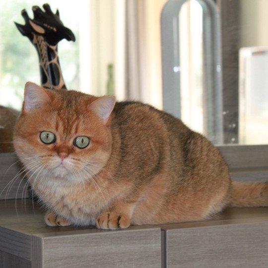 chat British Shorthair black golden shaded Bonus Chatterie des Landes de Kérivo
