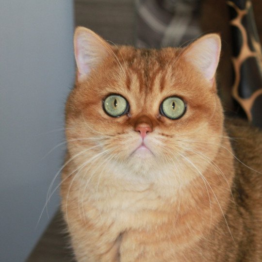 chat British Shorthair black golden shaded Bonus Chatterie des Landes de Kérivo